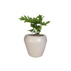 Vaso Vite Majestic Vogue Cor Calcário 31 5x34 Cm