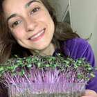 Vida Vegetal Substrato Orgânico Vegano Para Micro Verdes 1,5