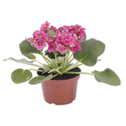 Violeta Saintpaulia Pote 11 Planta Natural