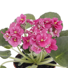 Violeta Saintpaulia Pote 11 Planta Natural