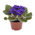 Violeta Saintpaulia Pote 11 Planta Natural