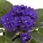 Violeta Saintpaulia Pote 11 Planta Natural