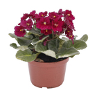 Violeta Saintpaulia Pote 11 Planta Natural