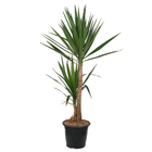 Yuca Verde 200cm Pote 45