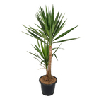 Yuca Verde 200cm Pote 45
