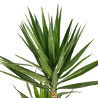 Yuca Verde 200cm Pote 45