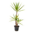 Yucca Grande Planta Natural