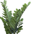 Zamioculca Real Toque Com Vaso De Polietileno Karajá- Tamanho