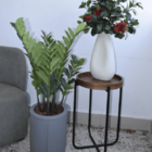 Zamioculca Real Toque Com Vaso De Polietileno Karajá- Tamanho