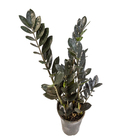 Zamioculcas Black Dowon P17