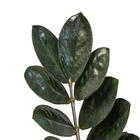 Zamioculcas Black Dowon P17