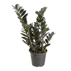Zamioculcas Black Dowon P17