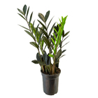 Zamioculcas Black Queen P14