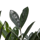 Zamioculcas Black Queen P14