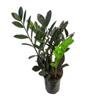 Zamioculcas Black Queen P14