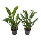 Zamioculcas Premium P17 Premium