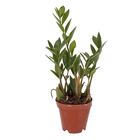 ZAMIOCULCAS PT09