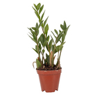 ZAMIOCULCAS PT09