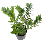 Zamioculcas Zamiifolia Médio Planta Natural