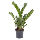 Zamioculcas Zamiifolia Pote 17 Planta Natural