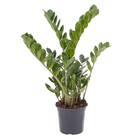 Zamioculcas Zamiifolia Pote 17 Planta Natural