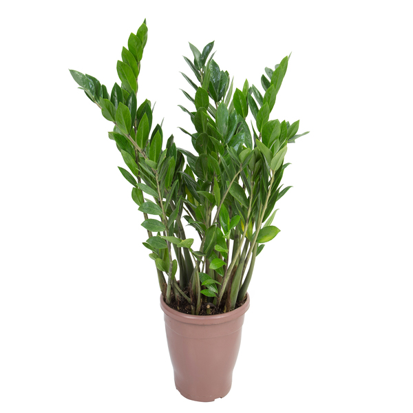 Zamioculcas Zamiifolia Pote 24 Planta Natural