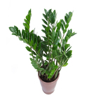 Zamioculcas Zamiifolia Pote 24 Planta Natural