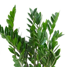 Zamioculcas Zamiifolia Pote 24 Planta Natural